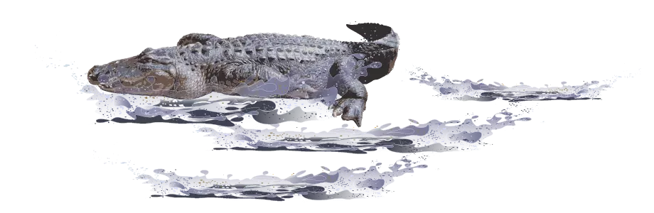 Crocodile artwork
